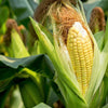 50 SUGAR BUNS CORN Sweet S.E. Yellow Zea Mays Vegetable Seeds