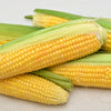 50 SUGAR BUNS CORN Sweet S.E. Yellow Zea Mays Vegetable Seeds