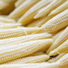 75 Japanese WHITE HULLESS POPCORN or Baby Corn Zea Mays Heirloom Vegetable Seeds