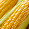 75 SOUTH AMERICAN Yellow POPCORN Corn Zea Mays Heirloom Vegetable Seeds