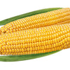75 SOUTH AMERICAN Yellow POPCORN Corn Zea Mays Heirloom Vegetable Seeds