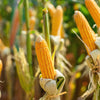 75 SOUTH AMERICAN Yellow POPCORN Corn Zea Mays Heirloom Vegetable Seeds