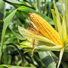 75 SOUTH AMERICAN Yellow POPCORN Corn Zea Mays Heirloom Vegetable Seeds