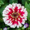 100 ICE QUEEN ZINNIA Elegans Bicolor Double Pink Red White Flower Seeds