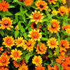 50 SOMBRERO ZINNIA Elegans Mexican Zinnia Haageana Orange Red Yellow Bicolor Flower Seeds