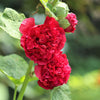 50 SUMMER CARNIVAL HOLLYHOCK Double Mixed Colors Red Pink White Yellow Peach Alcea Rosea Flower Seeds