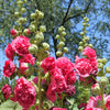 50 SUMMER CARNIVAL HOLLYHOCK Double Mixed Colors Red Pink White Yellow Peach Alcea Rosea Flower Seeds