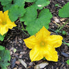 25 Small APPLE GOURD Cucurbita Pepo Ornamental Squash Seeds