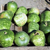 25 Small APPLE GOURD Cucurbita Pepo Ornamental Squash Seeds