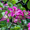 10 PURPLE ORCHID TREE Bauhinia Purpurea Camel's Foot Butterfly Flower Tree Hummingbird Seeds