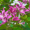 10 PURPLE ORCHID TREE Bauhinia Purpurea Camel's Foot Butterfly Flower Tree Hummingbird Seeds
