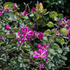 10 PURPLE ORCHID TREE Bauhinia Purpurea Camel's Foot Butterfly Flower Tree Hummingbird Seeds