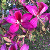 10 PURPLE ORCHID TREE Bauhinia Purpurea Camel's Foot Butterfly Flower Tree Hummingbird Seeds