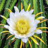 20 YELLOW DRAGON FRUIT ( Pitaya / Pitahaya / Strawberry Pear ) Hylocereus Megalanthus Cactus White Flower Seeds