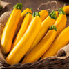 50 GOLDEN ZUCCHINI Heirloom Summer Bush Squash Cucurbita Pepo Yellow Vegetable Seeds