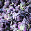 70 RED Ball BRUSSEL SPROUT Brussels Sprouts Brassica Oleracea Gemmifera Vegetable Seeds