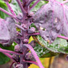 70 RED Ball BRUSSEL SPROUT Brussels Sprouts Brassica Oleracea Gemmifera Vegetable Seeds