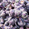 70 RED Ball BRUSSEL SPROUT Brussels Sprouts Brassica Oleracea Gemmifera Vegetable Seeds