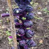 70 RED Ball BRUSSEL SPROUT Brussels Sprouts Brassica Oleracea Gemmifera Vegetable Seeds