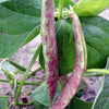 50 DRAGON TONGUE Wax BEAN Yellow & Purple Dragon's Tongue Phaseolus Vulgaris Legume Vegetable Seeds