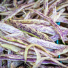 50 DRAGON TONGUE Wax BEAN Yellow & Purple Dragon's Tongue Phaseolus Vulgaris Legume Vegetable Seeds
