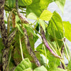50 DRAGON TONGUE Wax BEAN Yellow & Purple Dragon's Tongue Phaseolus Vulgaris Legume Vegetable Seeds