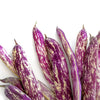 50 DRAGON TONGUE Wax BEAN Yellow & Purple Dragon's Tongue Phaseolus Vulgaris Legume Vegetable Seeds