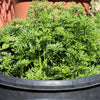 800 PARISIAN CARROT Parisienne Carrot Daucas Carota Sativus Orange Vegetable Seeds