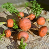 800 PARISIAN CARROT Parisienne Carrot Daucas Carota Sativus Orange Vegetable Seeds