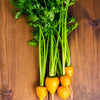 800 PARISIAN CARROT Parisienne Carrot Daucas Carota Sativus Orange Vegetable Seeds