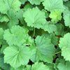 100 Red VIVID CORAL BELLS Heuchera Sanguinea Sanguineum Scarlet Shade Flower Seeds