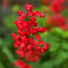 100 Red VIVID CORAL BELLS Heuchera Sanguinea Sanguineum Scarlet Shade Flower Seeds