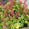 100 Red HEUCHERA SPLENDENS Coral Bells Heuchera Sanguinea Sanguineum Shade Flower Seeds