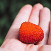 20 AUSTRALIAN RASPBERRY aka Queensland & Atherton Raspberry Rubus Probus Red Berry Fruit Shrub Seeds