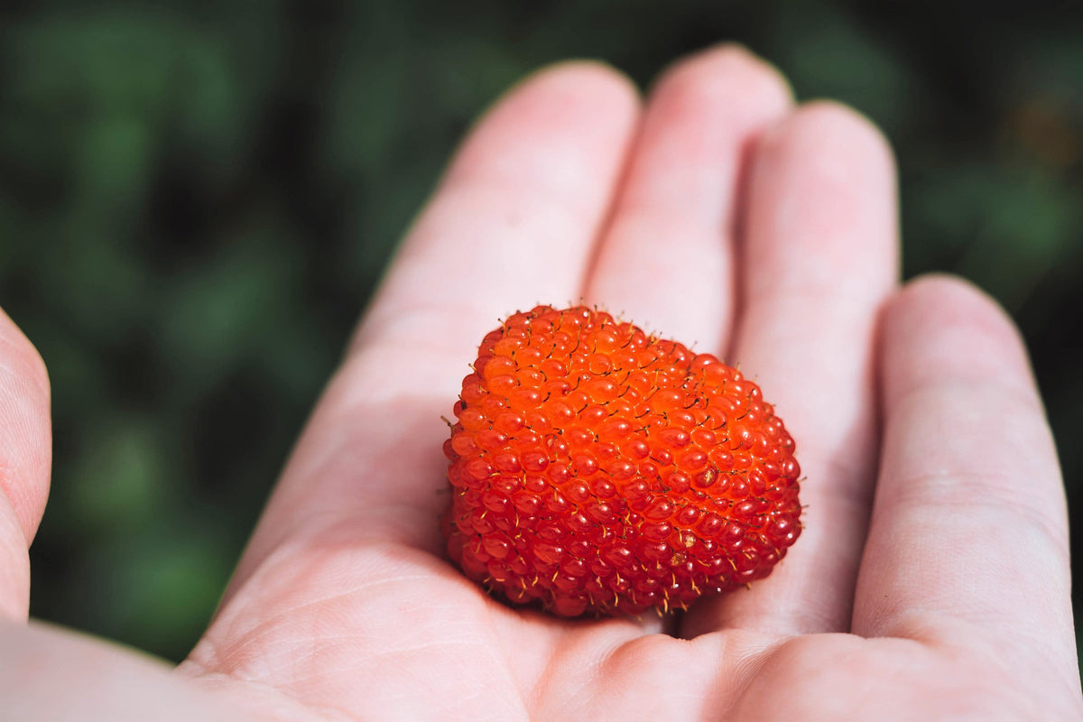 Identify Australia Raspberry 20 AUSTRALIAN RASPBERRY aka Queensland & Atherton Raspberry Rubus Prob ...