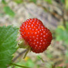 20 AUSTRALIAN RASPBERRY aka Queensland & Atherton Raspberry Rubus Probus Red Berry Fruit Shrub Seeds