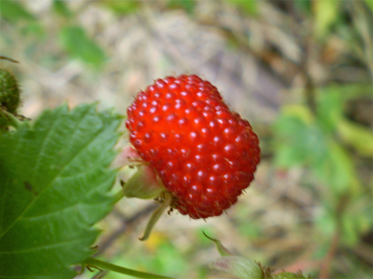 Identify Australia Raspberry 20 AUSTRALIAN RASPBERRY aka Queensland & Atherton Raspberry Rubus Prob ...