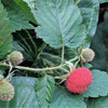 20 AUSTRALIAN RASPBERRY aka Queensland & Atherton Raspberry Rubus Probus Red Berry Fruit Shrub Seeds