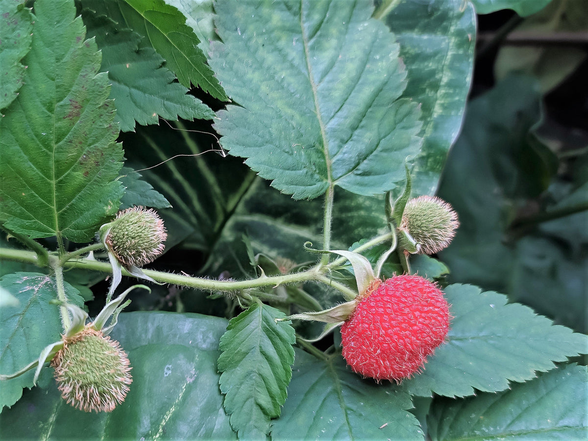 Identify Australia Raspberry 20 AUSTRALIAN RASPBERRY aka Queensland & Atherton Raspberry Rubus Prob ...