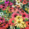 25 CHEYENNE SPIRIT CONEFLOWER Echinacea Orange Red Yellow Purple Pink White Herb Flower Seeds