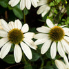 25 CHEYENNE SPIRIT CONEFLOWER Echinacea Orange Red Yellow Purple Pink White Herb Flower Seeds
