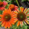 25 CHEYENNE SPIRIT CONEFLOWER Echinacea Orange Red Yellow Purple Pink White Herb Flower Seeds