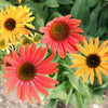 25 CHEYENNE SPIRIT CONEFLOWER Echinacea Orange Red Yellow Purple Pink White Herb Flower Seeds