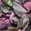 150 TRIPLE PURPLE ORACH Mountain Spinach Atriplex Hortensis Leaf Vegetable Purple Greens Seeds