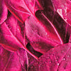 150 MAGENTA MAGIC ORACH Mountain Spinach Atriplex Hortensis Red Leaf Vegetable Greens Seeds
