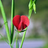 50 ASPARAGUS PEA Winged Pea Lotus Tetragonolobus Red Flower Legume Vegetable Seeds