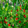 50 ASPARAGUS PEA Winged Pea Lotus Tetragonolobus Red Flower Legume Vegetable Seeds