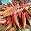 50 JING ORANGE OKRA Abelmoschus Esculentus Yellow & Red Flower Red Orange Vegetable Seeds