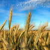 350 AROOSTOOK RYE Secale Cereale Cereal Grain Hardy Winter Cover Crop Seeds