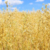 250 Certified ARMOR OAT Oats Avena Sativa Cereal Grain Seeds
